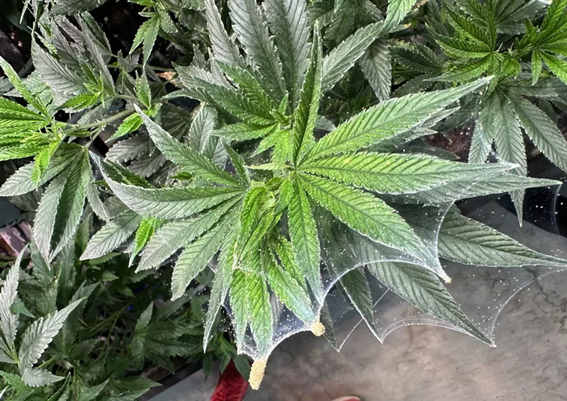 Image: Cannabis plant infested with spider mites
