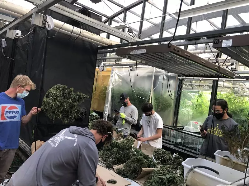 Image: College students work on hemp crops after harvest