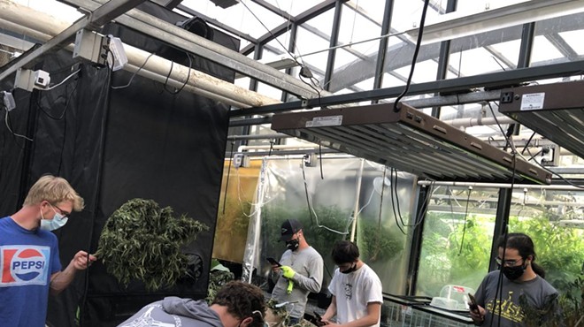 College students work on hemp crops after harvest