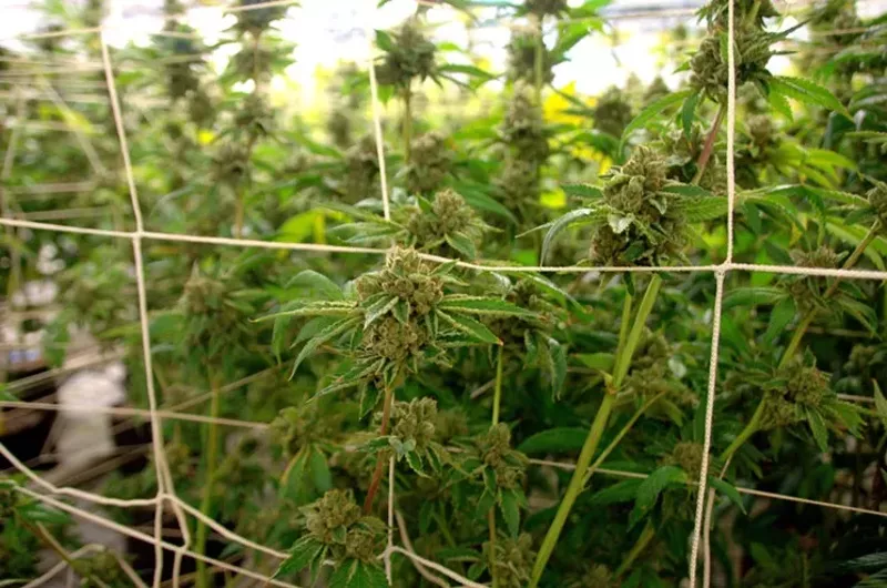 Image: With a majority of Colorado grows indoors, efficiency is essential for the environment and a grower's bottom line.