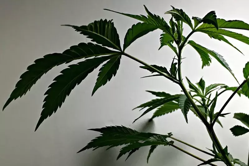 Image: High-CBD plants and industrial hemp are on the rise, but who's cashing in?