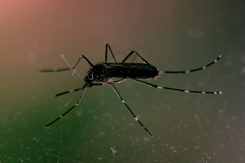 Research from Ohio State University shows that CBD-heavy extract kills mosquito larvae.