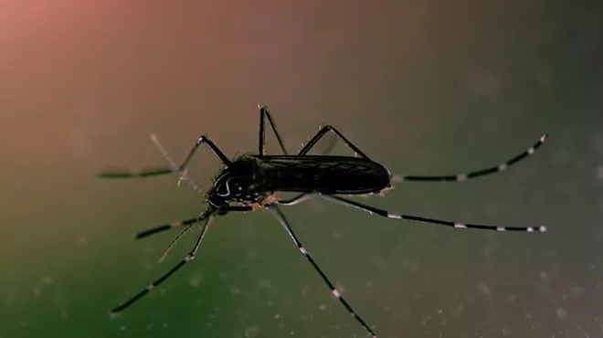 mosquito bug
