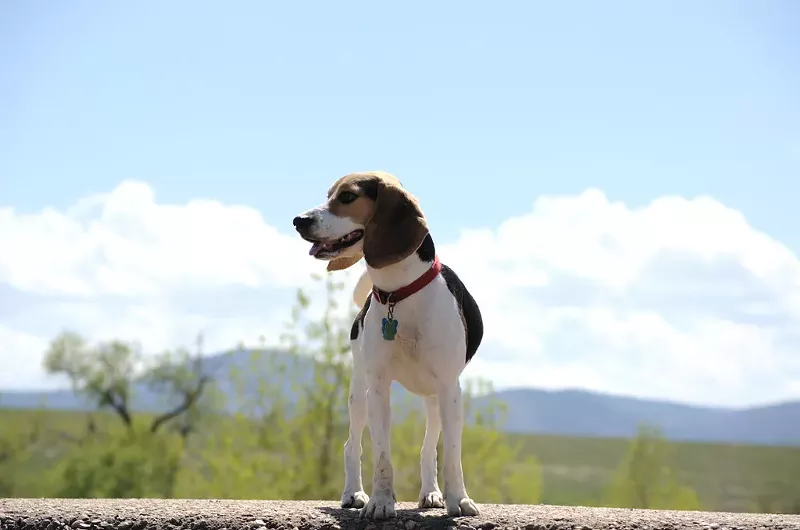 Image: A dog stands.