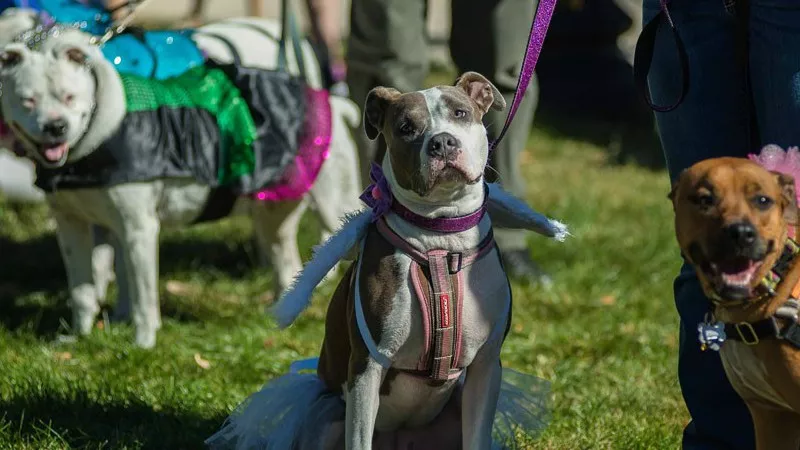 Image: An image from our "Parade of Pit Bulls 2013" slideshow.