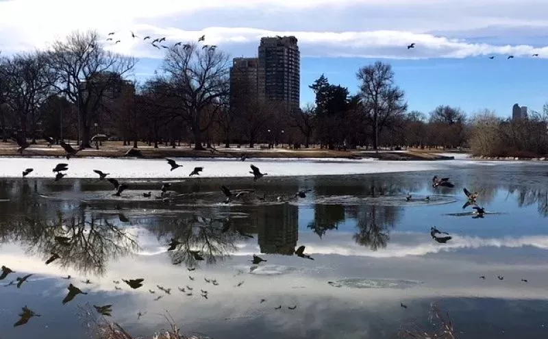 Image: Chef Eric Skokan Thinks Denver Geese Plan Could Take Off