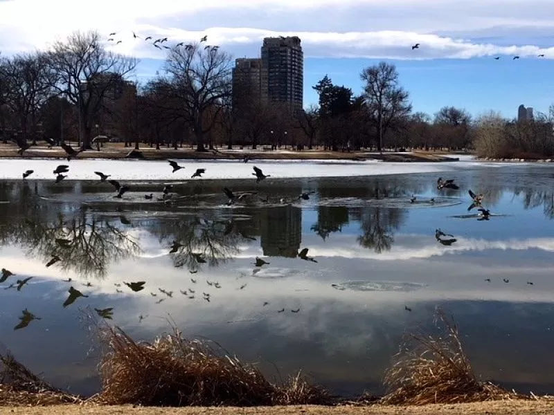 Image: Geese in City Park could be among those culled in Denver's new population control program.