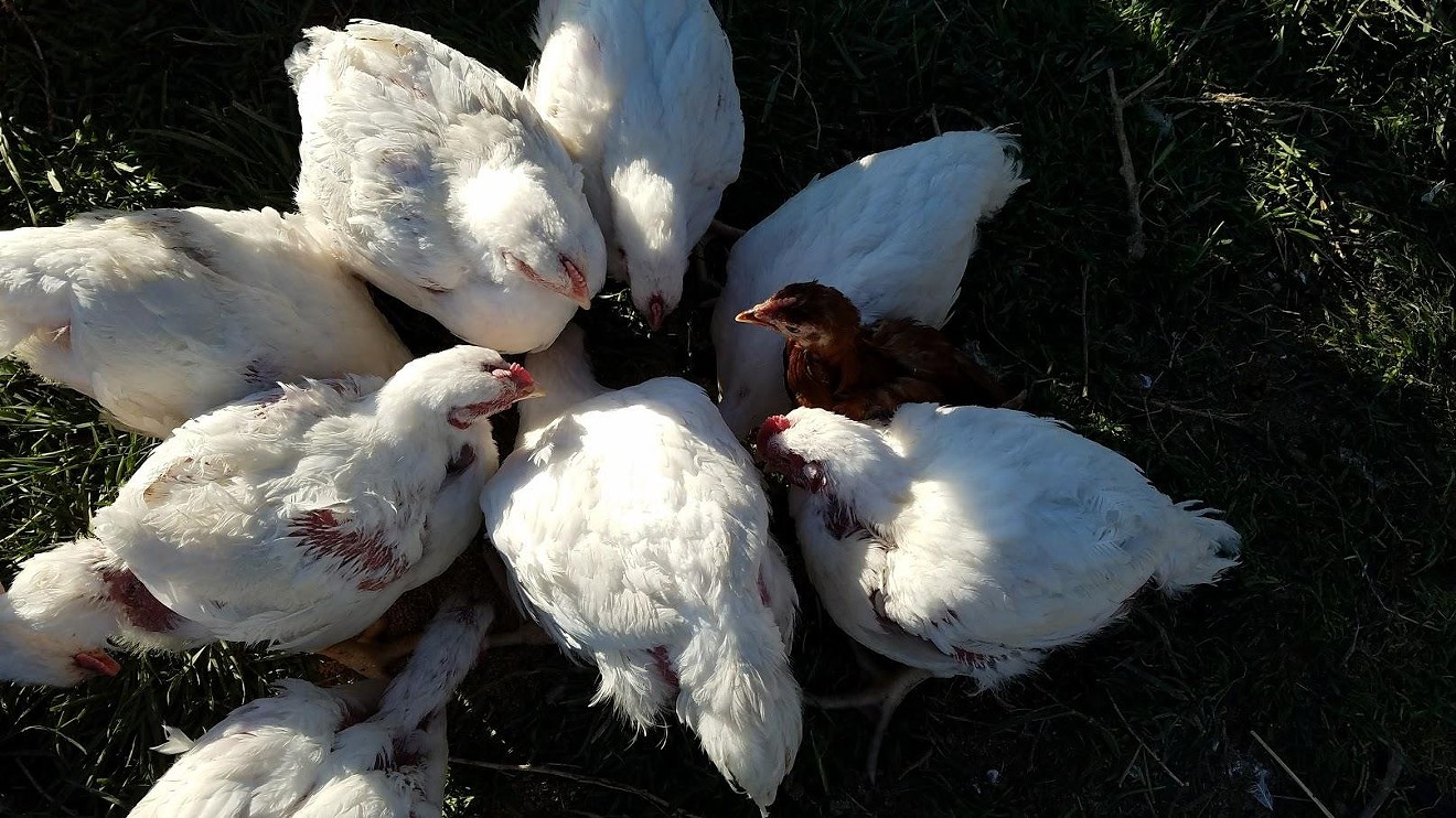 The caption for this photo, shared by Long Shadow Farm in early May, reads, "My meat birds and a few Rhode Island Red babies enjoying the sunshine last night!"