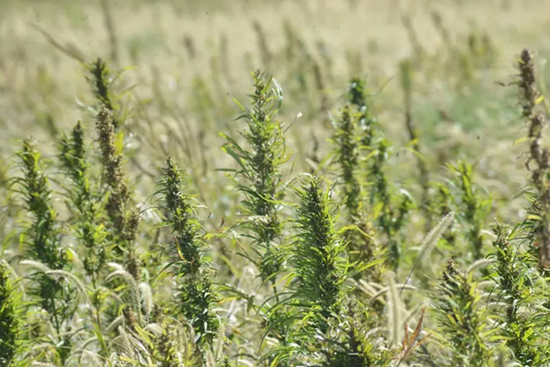 Image: Industrial hemp is now a real option for Colorado farmers looking to expand their options.
