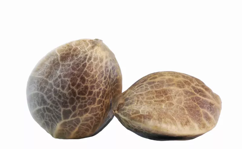 Image: Colorado Company Produces First American-Bred Certified Hemp Seed