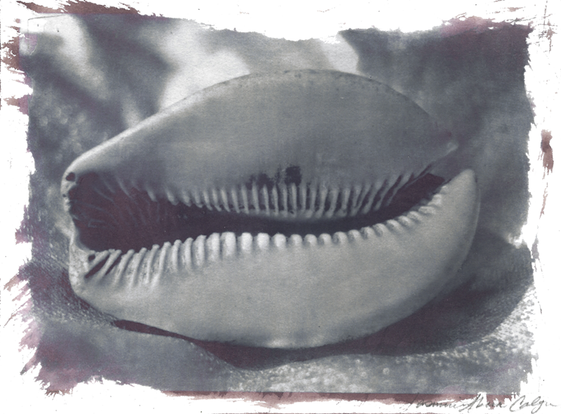 Image: Jasmine Abena Colgan, "Cowrie Shell 10."