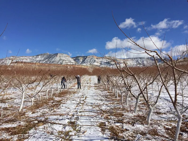 Image: Will farm workers soon get more protections in Colorado?