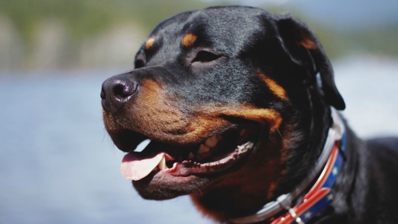 Rottweilers have been named in multiple reports about Colorado dog-attack deaths over the past several decades.