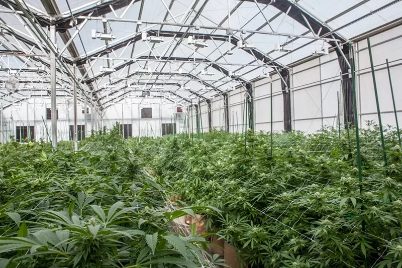 Image: Inside a cannabis greenhouse in Ordway.