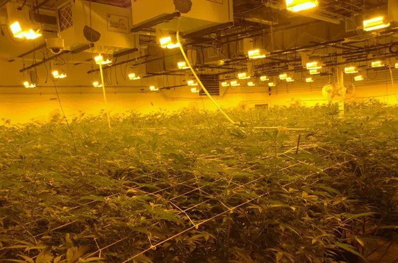 Image: Commercial operations now require more oversight than in 2014, when retail marijuana businesses first opened.