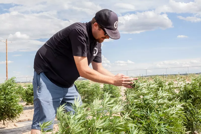 Image: Veritas cultivation manager Chris Heuston checks on his hemp plants at the company's farm in Pueblo County.
