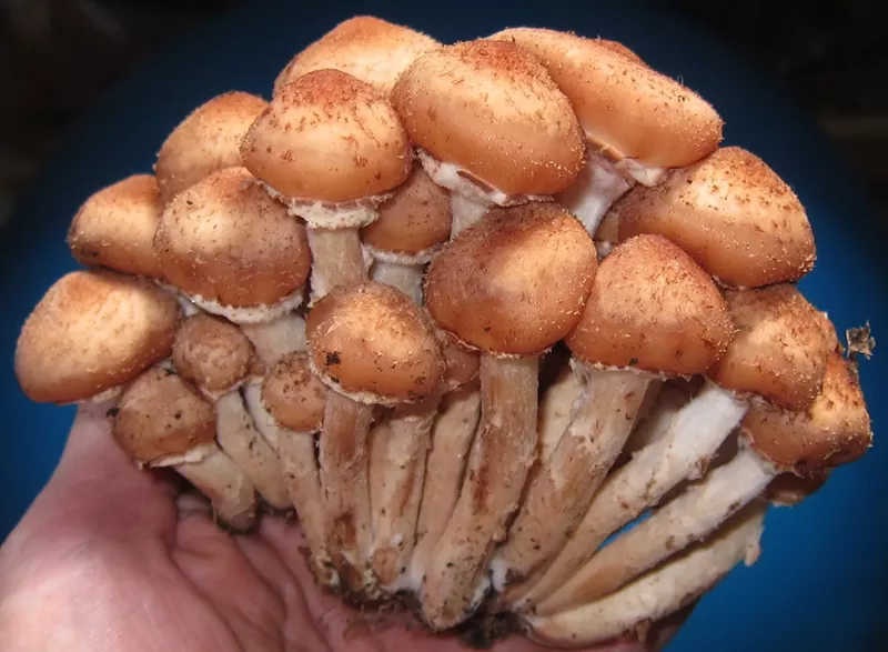 Image: Magic mushrooms cultivation and possession has been decriminalized in Colorado.