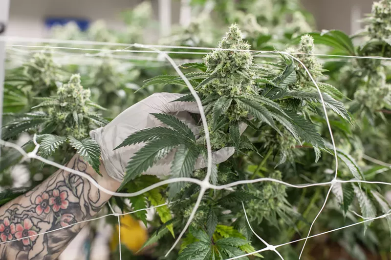 Image: Marijuana grown by AlpinStash was found to have potentially unsafe levels of mold and arsenic.