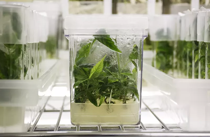 Image: Hemp does fine in Earth's soil, but what about in outer space?