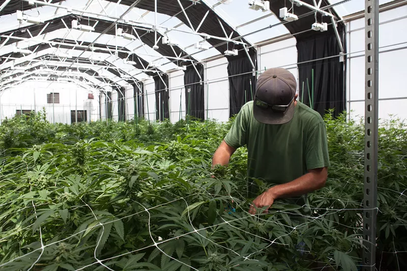 Image: A worker at 1 Wildflower farms in Colorado tends to cannabis plants.