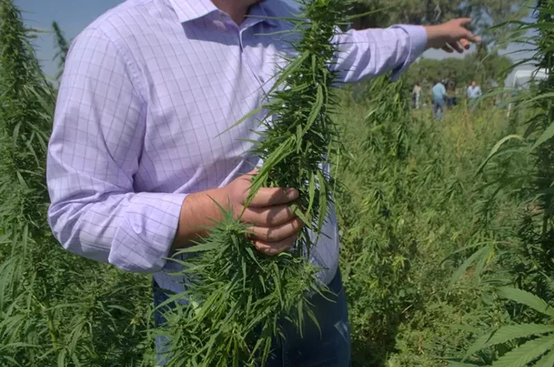 Image: Hemp is a growing cash crop in Colorado and beyond.
