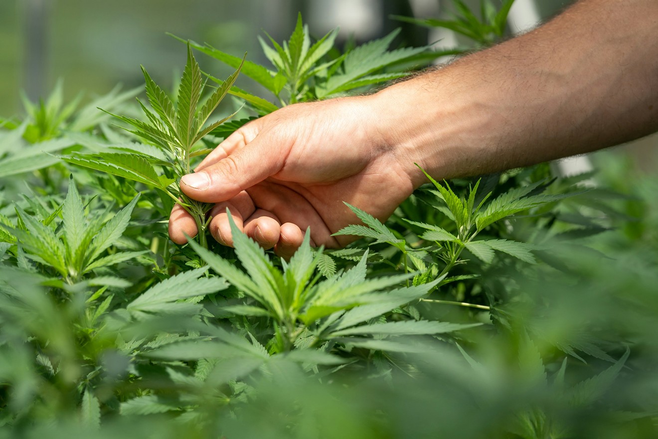 Hand grabs cannabis leaves