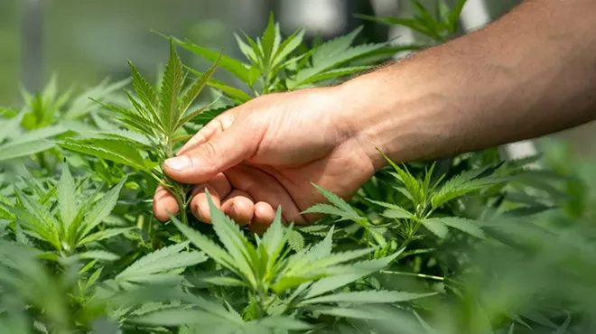 Hand grabs cannabis leaves