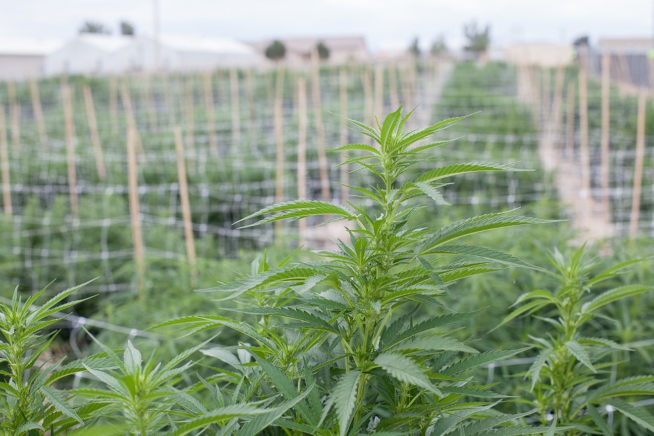 Colorado's marijuana industry is about to evolve now that the financing rules have changed.