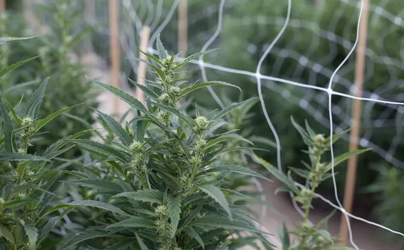 Denver Marijuana Guide | Cannabis News, Laws, Deals in Denver, CO denver-marijuana-guide-cannabis-news-laws-deals-in-denver-co