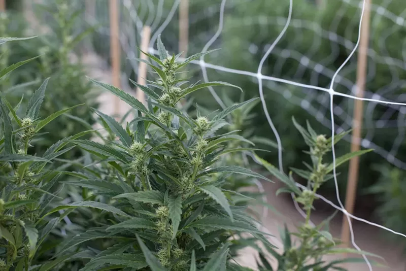 Image: Outdoor marijuana farm