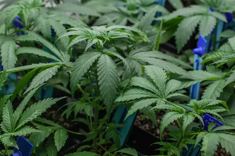 Image: After record-breaking sales and high prices in 2020 and 2021, Colorado's marijuana industry over-expanded.