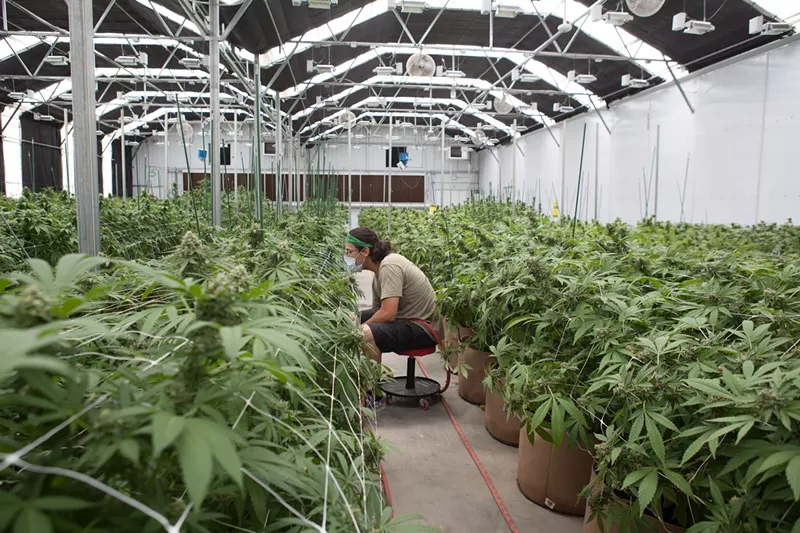 Image: Inside a marijuana cultivation green house in Colorado