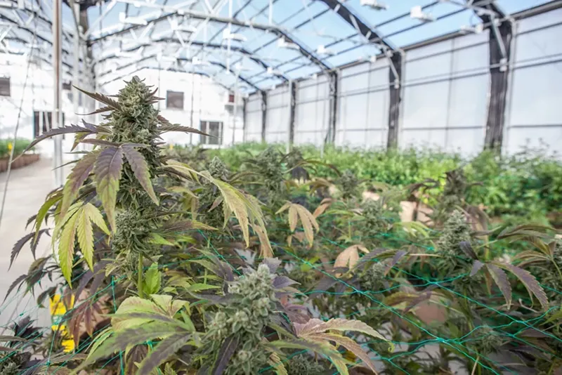 Image: After a record year, Colorado marijuana sales are falling hard.