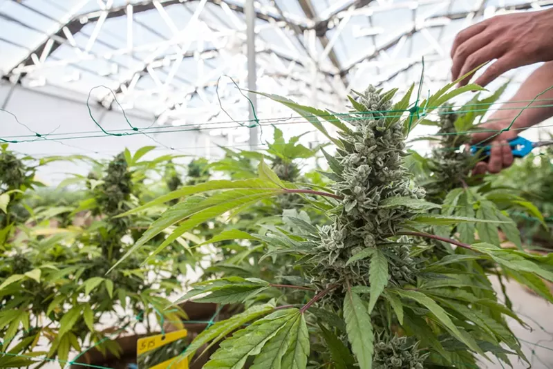 Image: Marijuana plant in green house