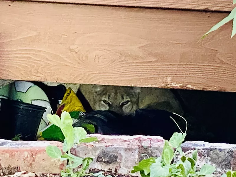 Image: This juvenile female was relocated from under the deck of a home next to the Englewood High School in July of 2021.