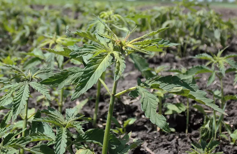 Image: The Colorado Hemp Center of Excellence is intended to help direct U.S. Department of Agriculture-approved hemp research, outreach and educational efforts in the state.