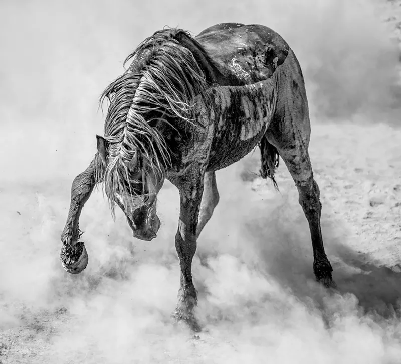 Image: "Anger Management" has won Scott Wilson two Sony World Photography Awards: the Natural World & Wildlife Award and Open Photographer of the Year.