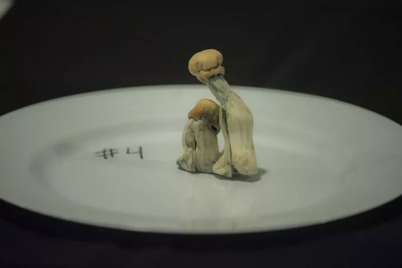 Image: Two psilocybin mushrooms on a plate