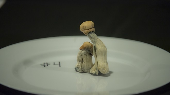 Two psilocybin mushrooms on a plate