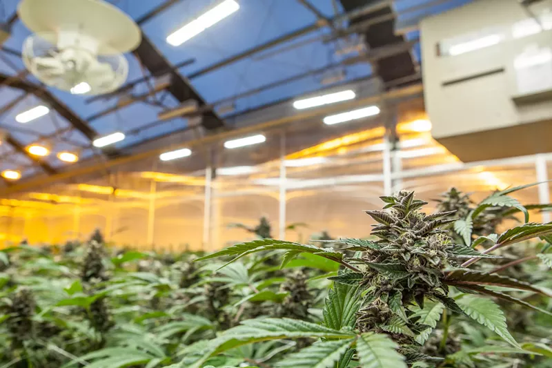 Image: Recreational marijuana faces several layers of taxes in Colorado, but could face more under federal legalization.