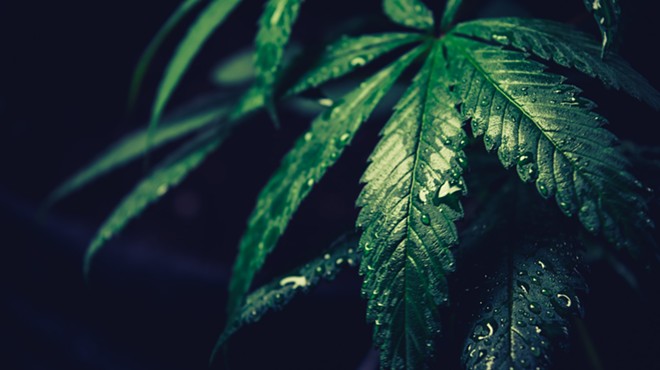 Wet marijuana leaves in the dark