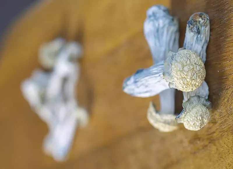 Image: Blue magic mushrooms with psilocybin