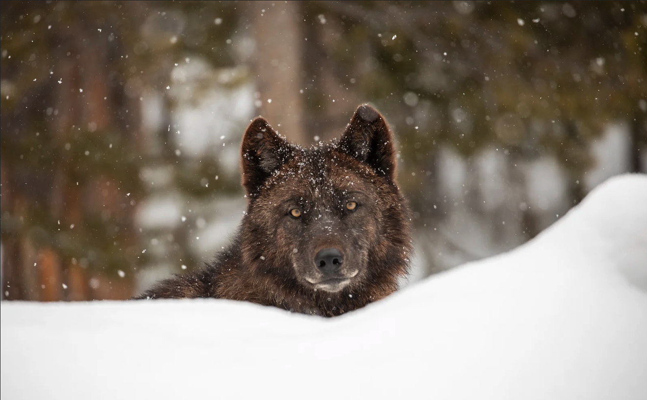 Colorado Voters Howl for Wolves, Just Delisted as Endangered