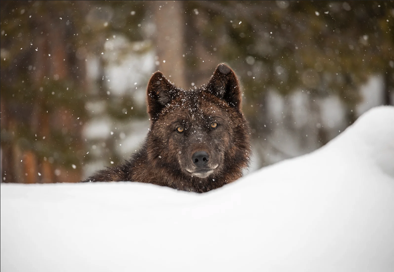 Gray wolves will roam Colorado's mountains once again.