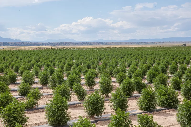 Image: A windy day hits Veritas Farms in Pueblo.