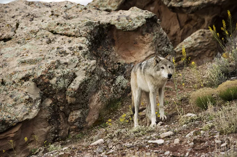 Image: Colorado Parks and Wildlife released the first draft of its long-anticipated Wolf Restoration and Management Plan in December 2022.