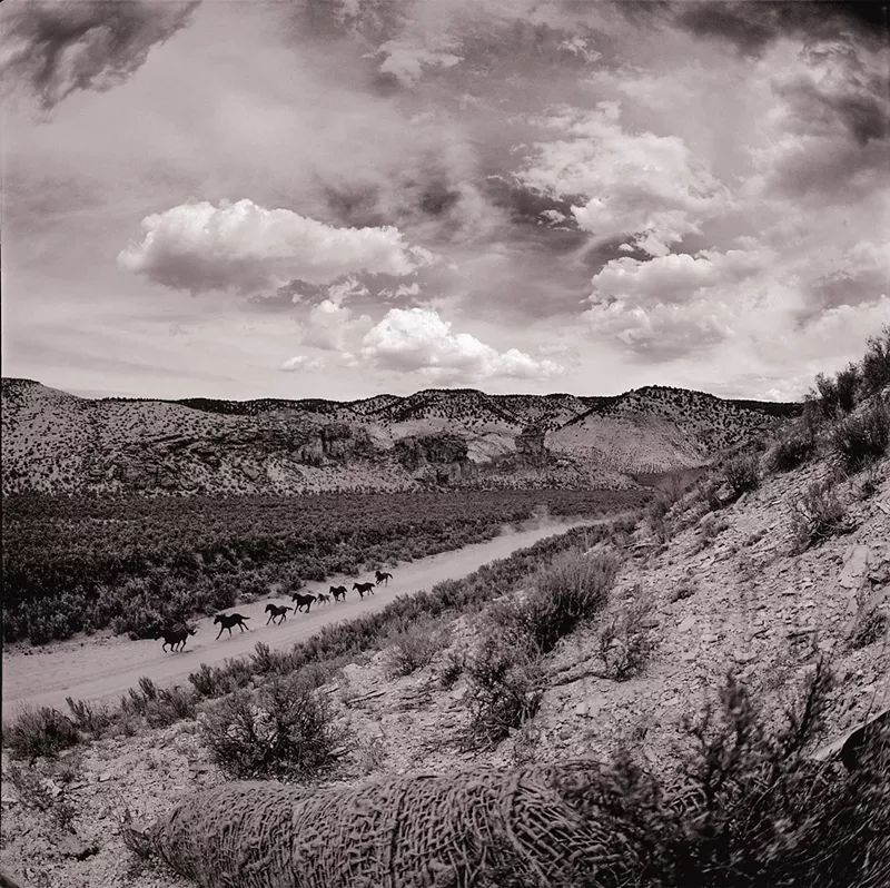 Image: wild horses in the west