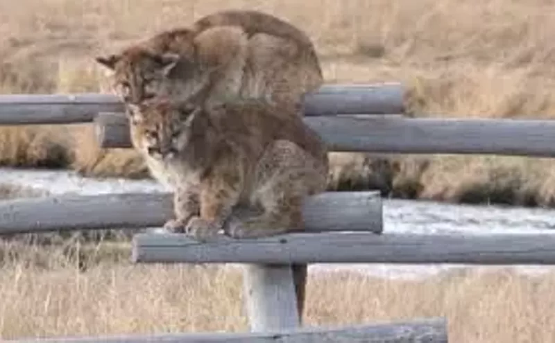 Image: Commentary: Vote to Protect Mountain Lions and Bobcats From Trophy Hunting