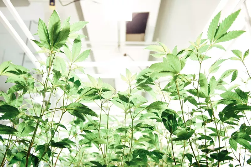 Image: The bill would've called for a tracking agent to be applied on all legal marijuana plants.