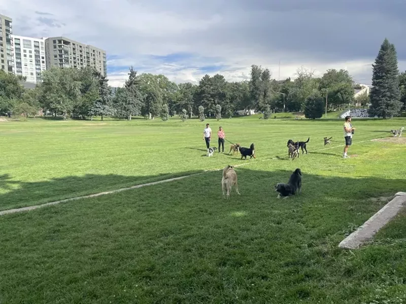 Image: A dog party in Denver, Colorado.